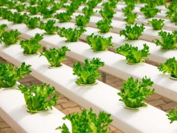 The Role of Smart Hydroponic Equipment in Precision Farming smart hydroponic equipment